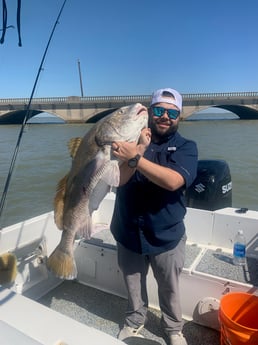 Black Drum Fishing in Galveston, Texas