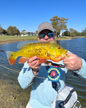 Peacock Bass Fishing in Jupiter, Florida