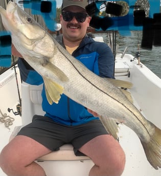 Snook, Speckled Trout / Spotted Seatrout fishing in Sarasota, Florida