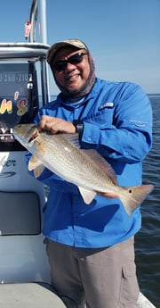 Redfish, Sheepshead fishing in Port Isabel, Texas