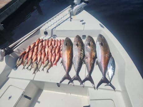Amberjack, False Albacore, Vermillion Snapper Fishing in Pensacola, Florida