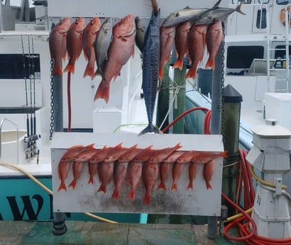 Amberjack, Red Snapper, Vermillion Snapper, Wahoo Fishing in Destin, Florida