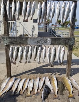 Black Drum, Flounder, Redfish, Speckled Trout / Spotted Seatrout fishing in Rockport, Texas