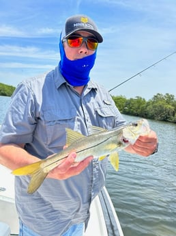 Snook Fishing in Clearwater, Florida