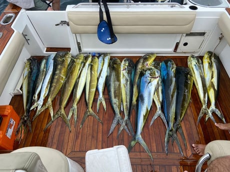 Mahi Mahi / Dorado fishing in Rockport, Texas