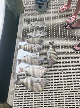 Sheepshead Fishing in Gulf Shores, Alabama