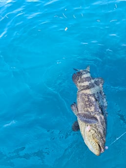 Goliath Grouper Fishing in Key Largo, Florida