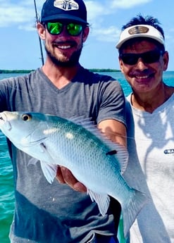 Mangrove Snapper Fishing in Key West, Florida