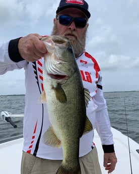 Largemouth Bass fishing in Clearwater, Florida