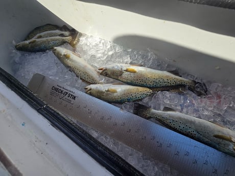 Fishing in Corpus Christi, Texas