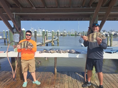 Sheepshead Fishing in Gulf Shores, Alabama