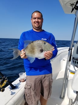 Triggerfish fishing in Destin, Florida