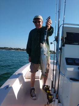 Goliath Grouper fishing in Naples, Florida