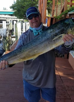 Mahi Mahi / Dorado fishing in Fort Lauderdale, Florida