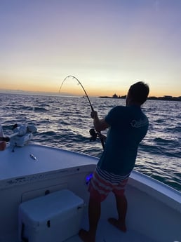 Cobia fishing in Placida, Florida