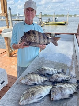 Sheepshead Fishing in Jacksonville, Florida