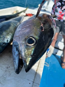 Fishing in Key West, Florida