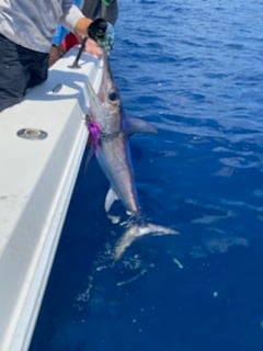 Swordfish fishing in Destin, Florida