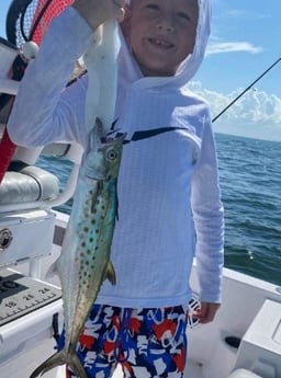 Spanish Mackerel fishing in Tampa, Florida