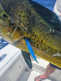 Fishing in Port Orange, Florida