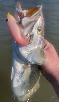 Speckled Trout / Spotted Seatrout fishing in Matagorda, Texas