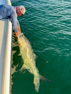 Tarpon Fishing in Key West, Florida