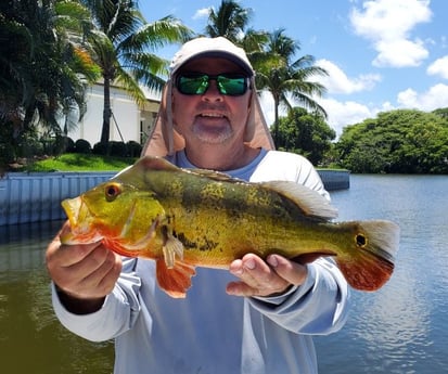 Peacock Bass fishing in Delray Beach, Florida