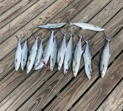 Spanish Mackerel Fishing in Pensacola, Florida