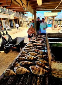 Black Drum, Redfish Fishing in