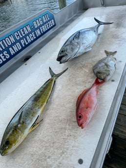 False Albacore, Mahi Mahi, Scup, Vermillion Snapper Fishing in Destin, Florida