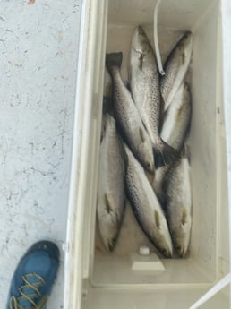 Speckled Trout Fishing in Texas City, Texas