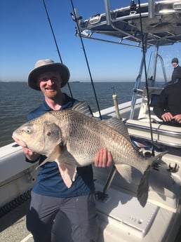 Black Drum fishing in Galveston, Texas