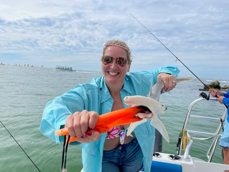 Bonnethead Shark fishing in Clearwater, Florida