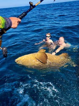 Goliath Grouper fishing in Clearwater, Florida