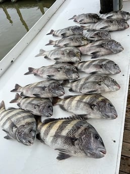 Sheepshead Fishing in Gulf Shores, Alabama