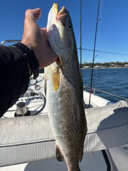 Speckled Trout Fishing in Orange Beach, Alabama