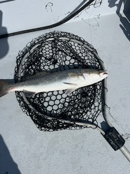 Speckled Trout / Spotted Seatrout Fishing in Galveston, Texas