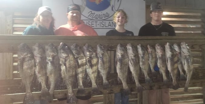 Black Drum Fishing in Corpus Christi, Texas