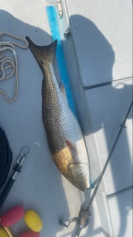 Redfish Fishing in Santa Rosa Beach, Florida