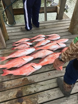 Red Snapper fishing in Rio Hondo, Texas