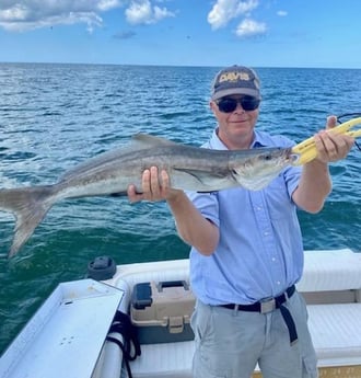 Cobia Fishing in Sarasota, Florida