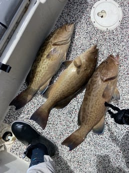 Gag Grouper fishing in Holmes Beach, Florida