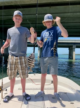 Sheepshead fishing in St. Petersburg, Florida