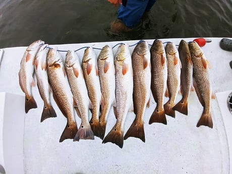 Redfish Fishing in Rio Hondo, Texas