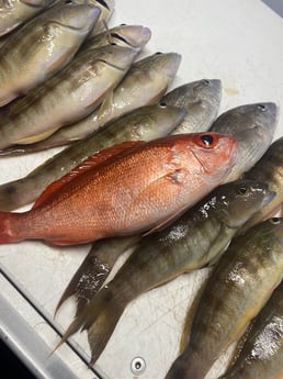 Tilefish, Vermillion Snapper Fishing in Destin, Florida