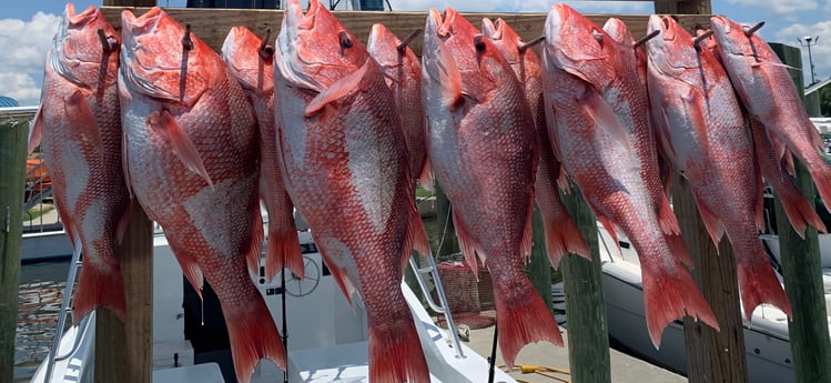 Red Snapper fishing in Biloxi, Mississippi