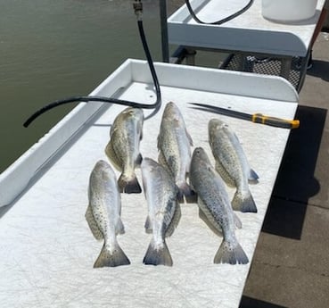 Speckled Trout / Spotted Seatrout fishing in Texas City, Texas