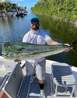 Mahi Mahi / Dorado fishing in Key Largo, Florida