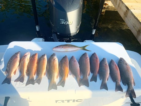 Yellowtail Amberjack, Yellowtail Snapper fishing in Key Largo, Florida