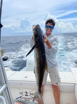 Cobia fishing in Sarasota, Florida